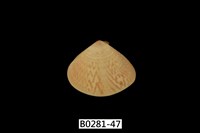 藏品(花蛤)的圖片